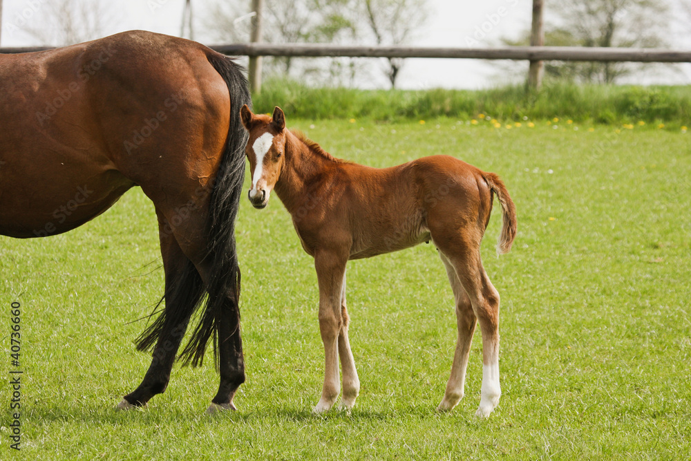 Fototapeta premium Kleiner Fuchs