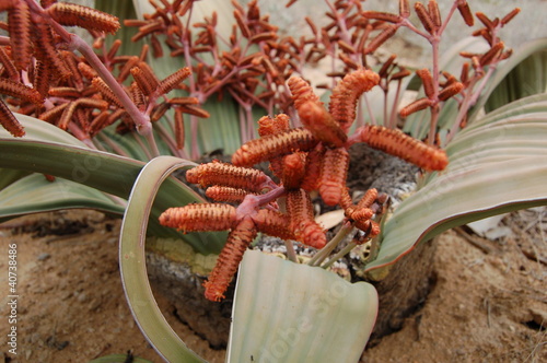 Welwitschia_Namibia_Wüste Namib_DSC_0029 photo