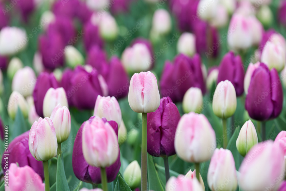 Fototapeta premium Blumenbeet Tulpen
