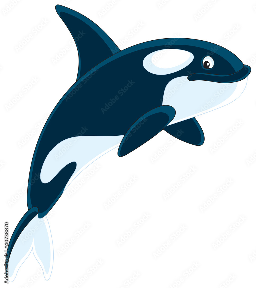 Obraz premium Killer whale