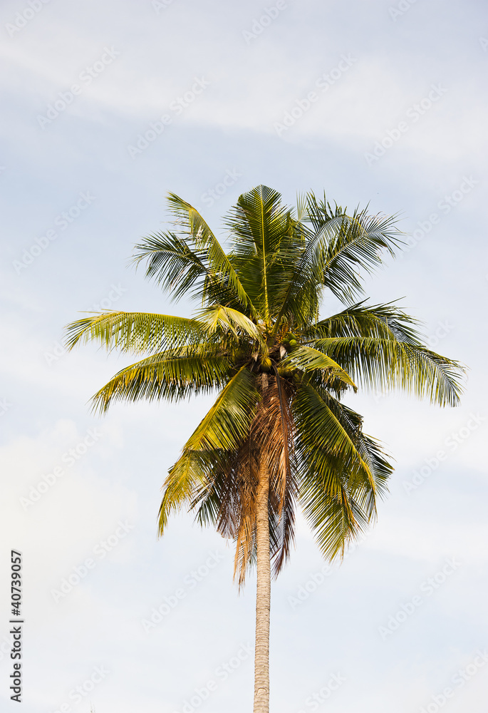 Obraz premium Single coconut tree on sky