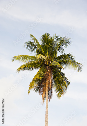 Single coconut tree on sky