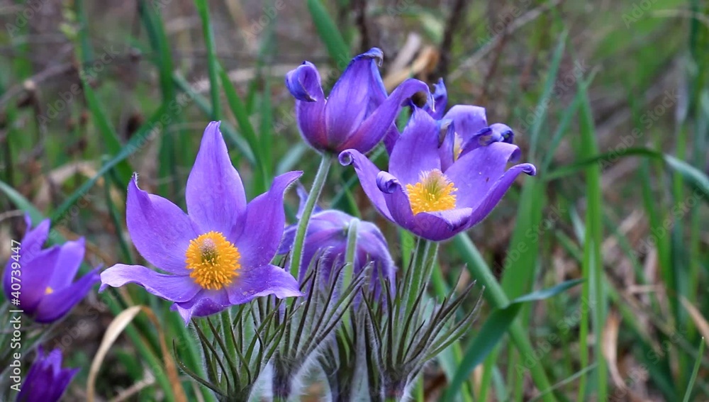 nice violet flowers in a forest nice violet flowers in a forest
