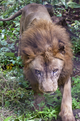 Indian lion, Sanjay Gandhi National Park in Mumbai photo