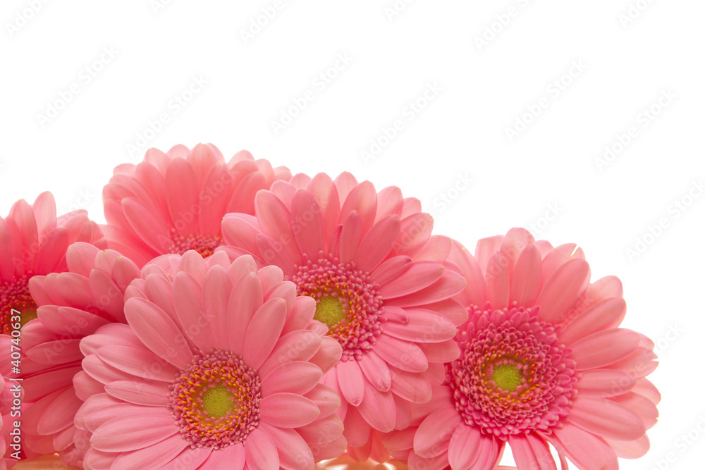 Gerbera,Blumen Gerbera,Blumen
