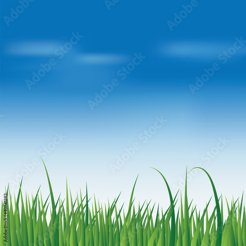 fresh green grass over blue sky
