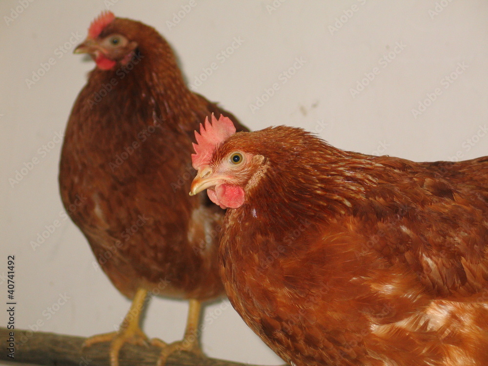 Fototapeta premium braune Hennen