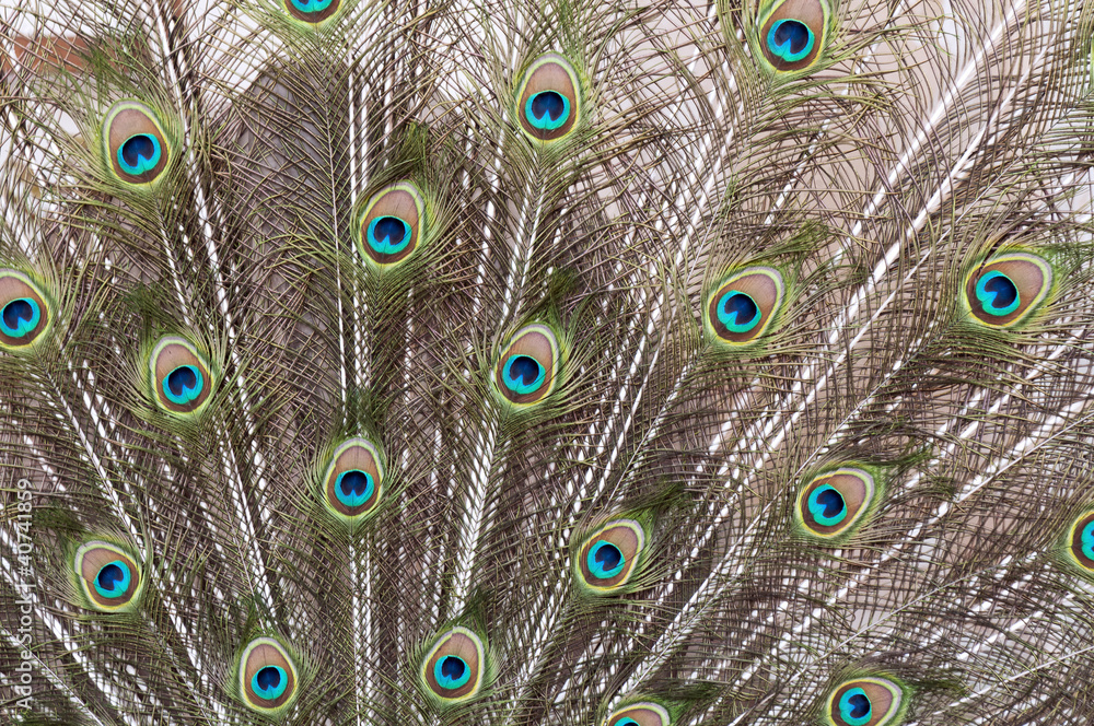 Obraz premium Peacock's tail