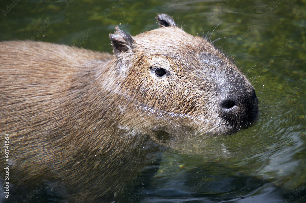 Capybara Capybara