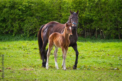 Horse and the foal on the meadow