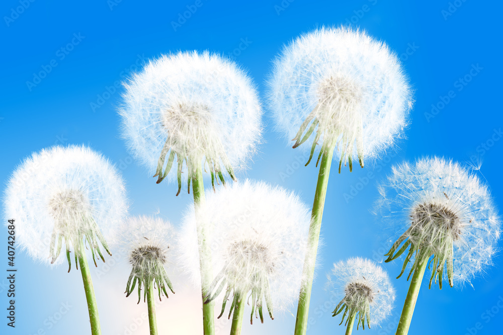 Naklejka premium Dandelions on blue sky background