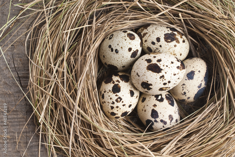 Obraz premium quail eggs in nest