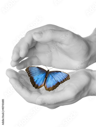 farfalla tra le mani