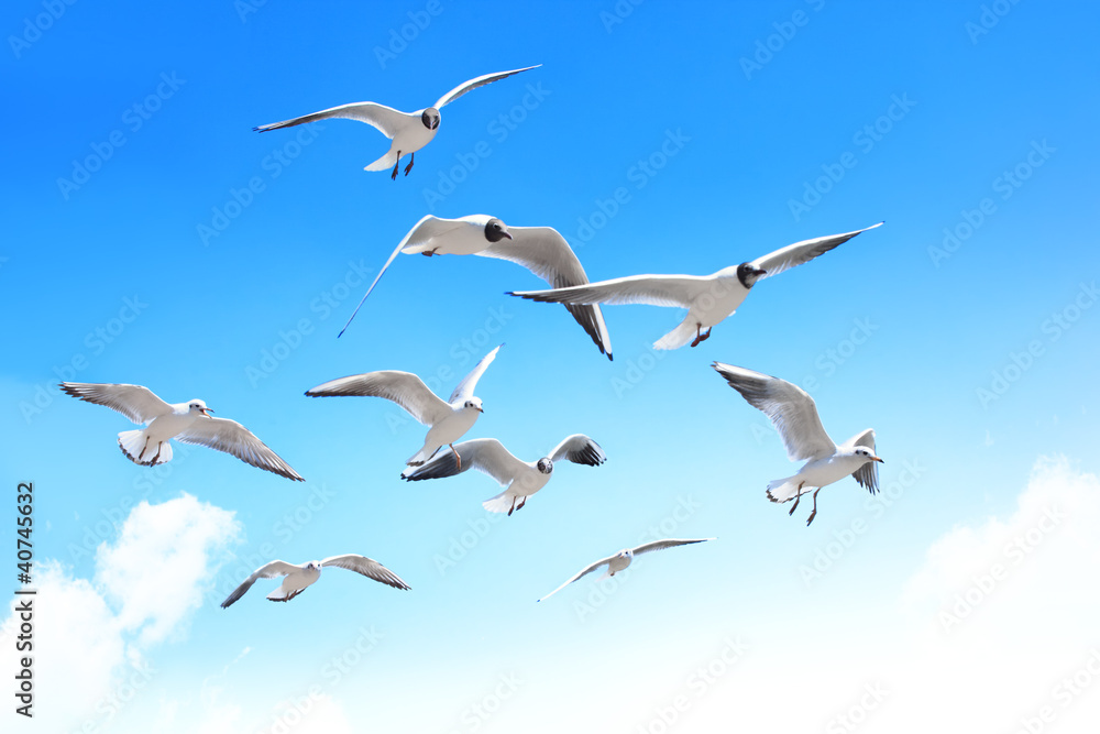 Obraz premium Seagulls