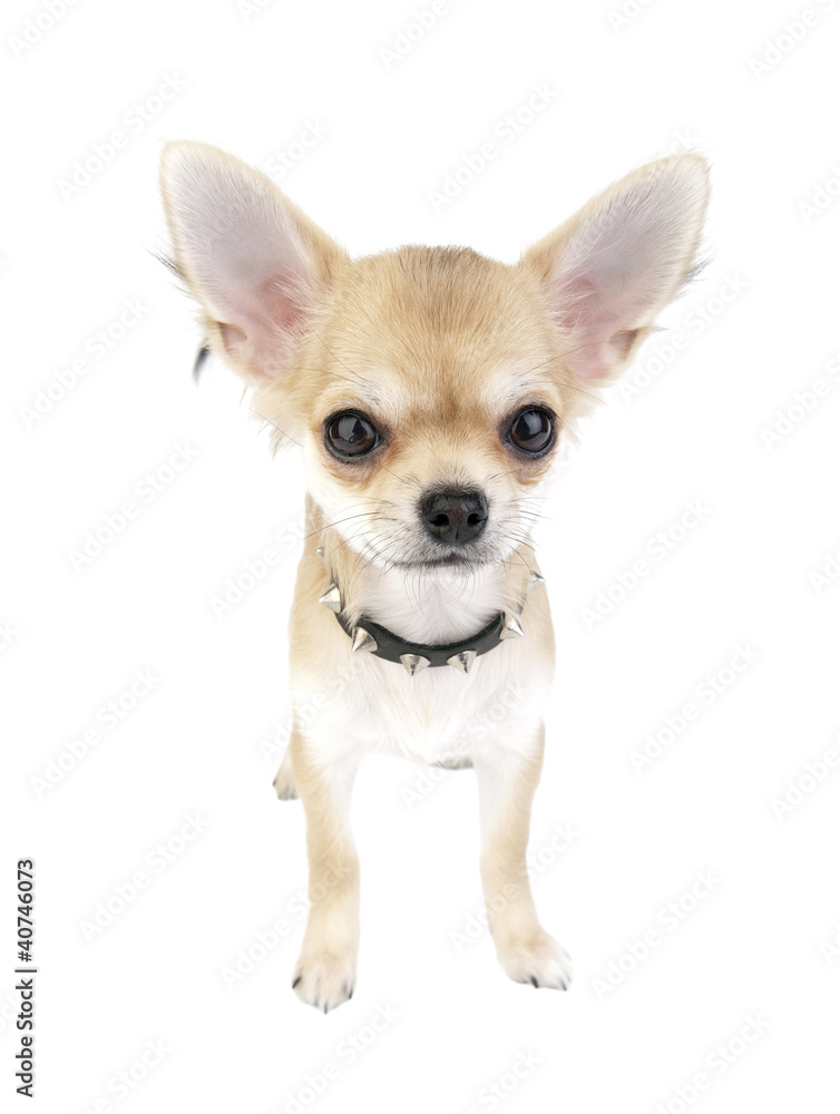 Chihuahua puppy with black leather studded collar