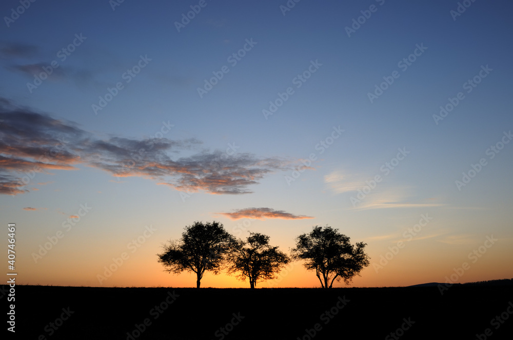 Three Trees and Big Sky
