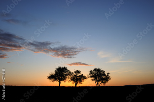 Three Trees and Big Sky