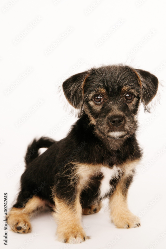 Puppy Puppy