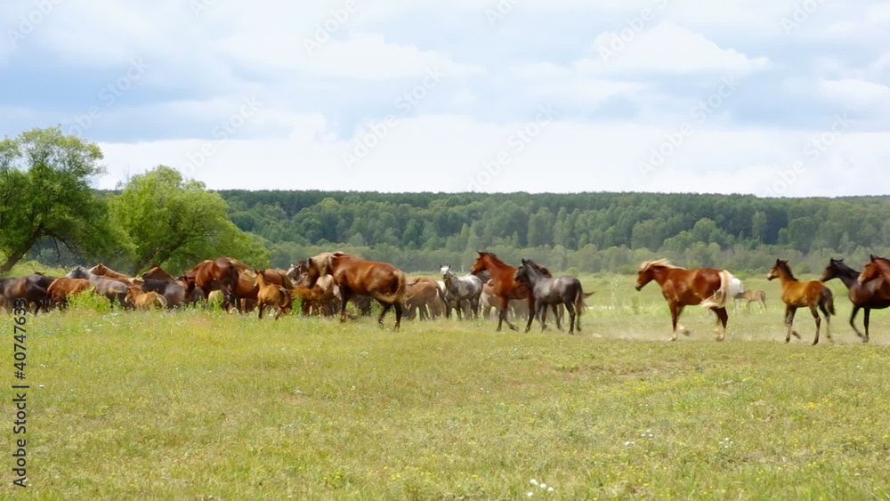 Herd of horses galloping through the meadow, summer day. Herd of horses galloping through the meadow, summer day.
