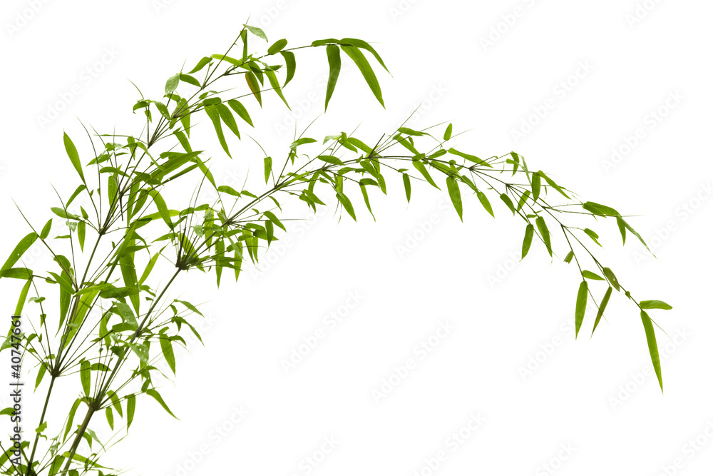 Fototapeta premium Bamboo leaves