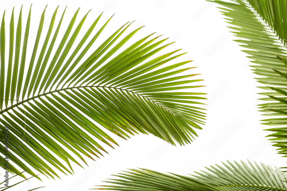 Fototapeta premium Leaves of palm tree