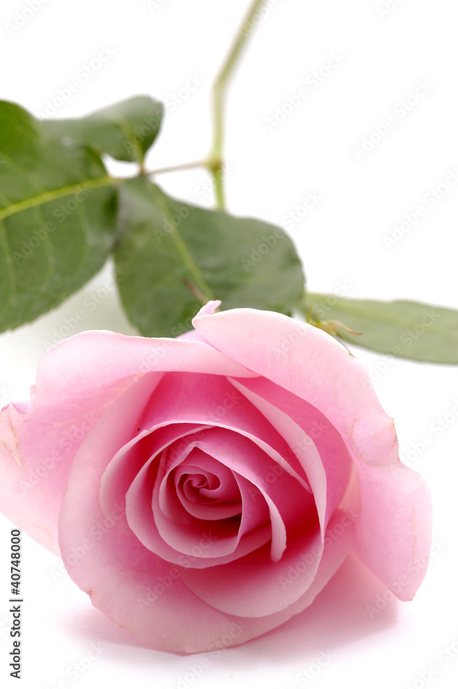 beautiful pink roses isolated