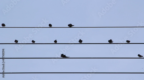 Common Tailorbirds Perched on power lines