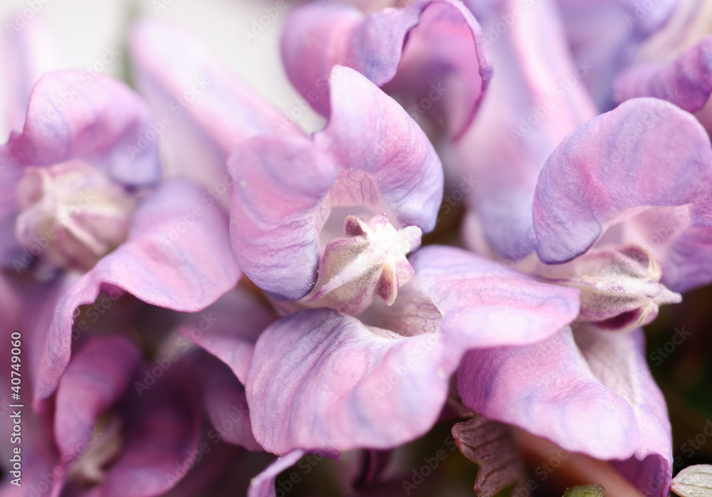 Flower Corydalis halleri. Spring close-up. Flower Corydalis halleri. Spring close-up.