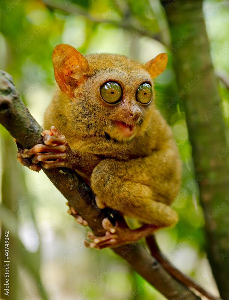Obraz premium Tarsier