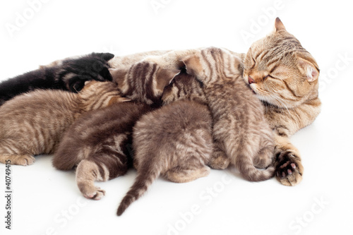 Fototapeta Naklejka Na Ścianę i Meble -  five kittens brood feeding by mother cat isolated