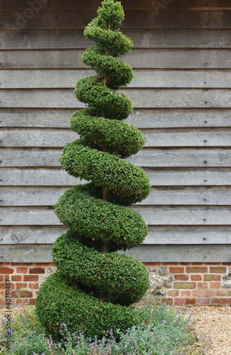 Topiary Tree