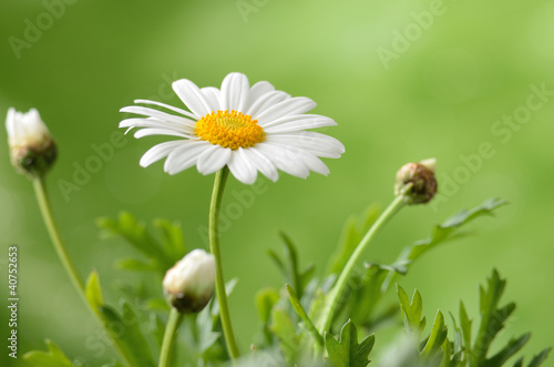 Fototapeta Naklejka Na Ścianę i Meble -  naure power
