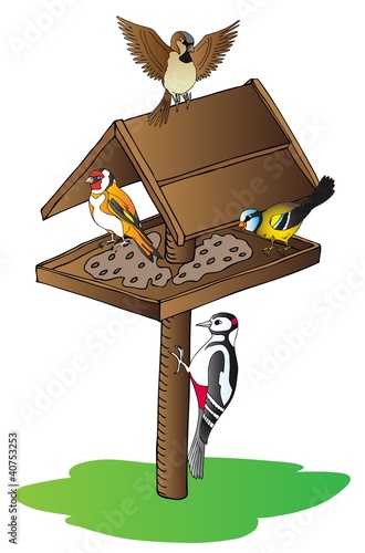 Birds on feeder