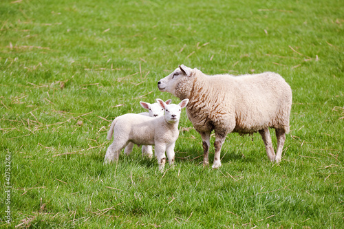 mother sheep with two lambs