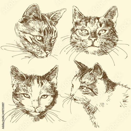kitten, cat - hand drawn set