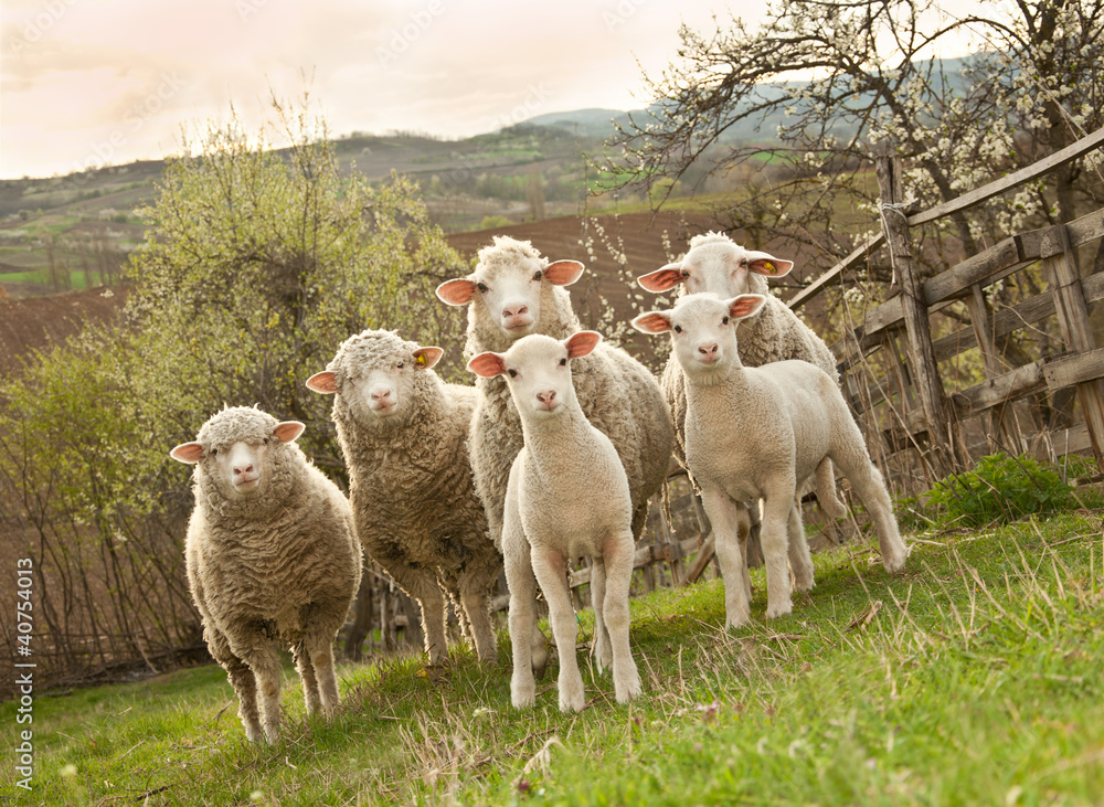 Fototapeta premium Owce i jagnięta na pastwisku