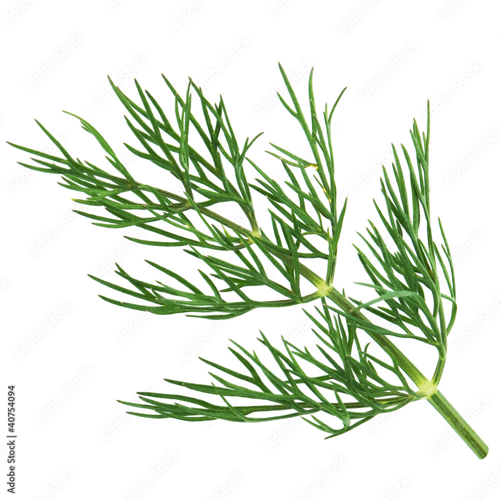 Green dill isolated on white background. Studio macro Green dill isolated on white background. Studio macro