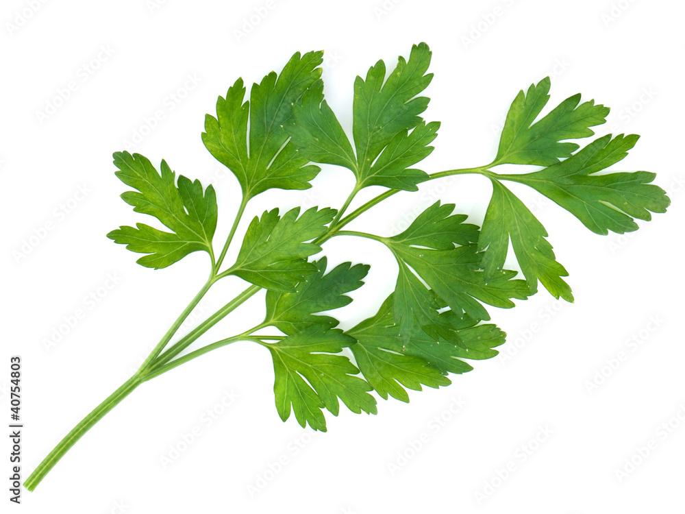 Bunch of parsley isolated on white Bunch of parsley isolated on white