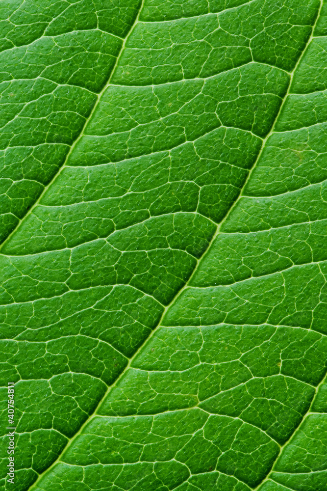 leaf texture