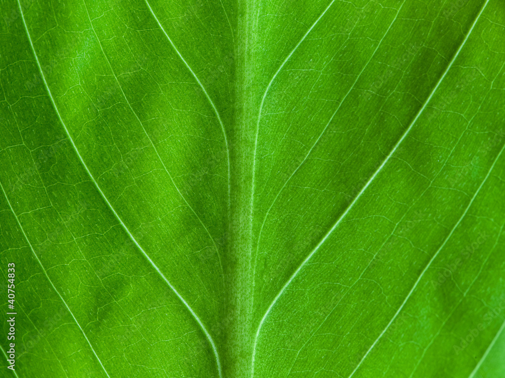 leaf texture leaf texture