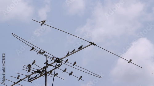 Bird perched on the antenna