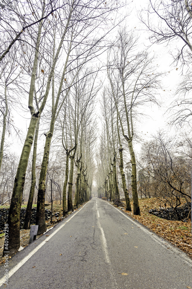 The street of Sa'dabad Palace in Tehran, Iran The street of Sa'dabad Palace in Tehran, Iran