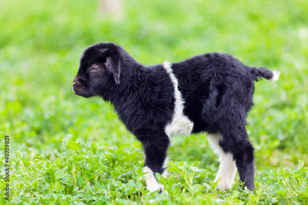 Baby goat in a grass field Baby goat in a grass field