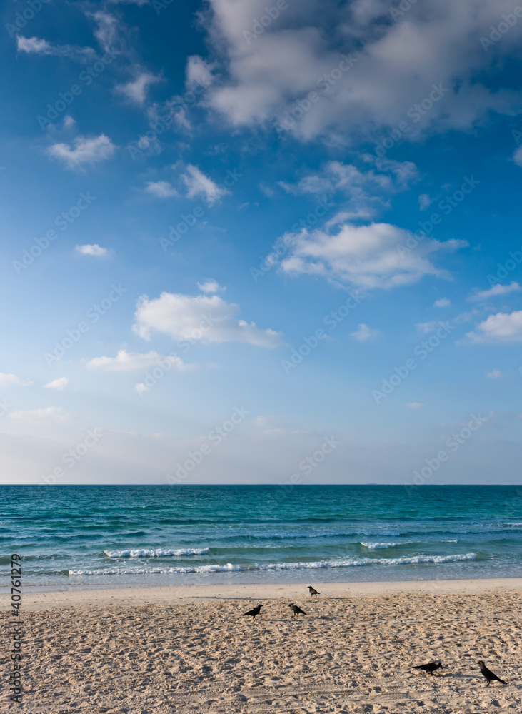 beach with lots of footprints and birds on sand beach with lots of footprints and birds on sand