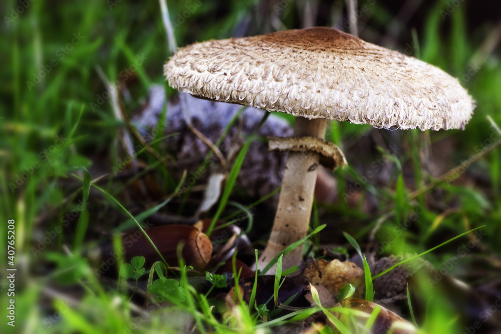 Mushroom with acorns Mushroom with acorns