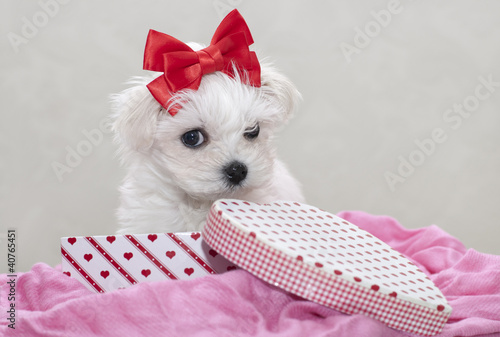 Maltese puppy