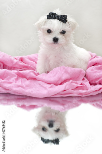 Glamour maltese puppy