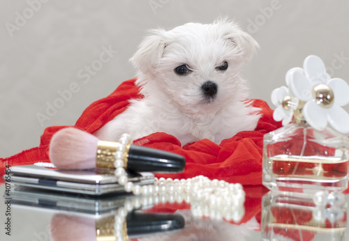 Maltese puppy