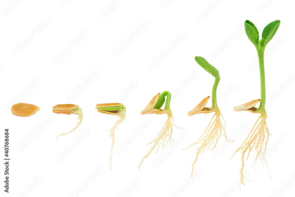 Sequence of pumpkin plant growing isolated, evolution concept - obrazy, fototapety, plakaty 