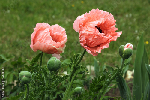 Fototapeta Naklejka Na Ścianę i Meble -  Мак восточный (лат. Papaver orientale)
